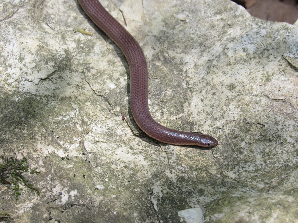 Worm Snake