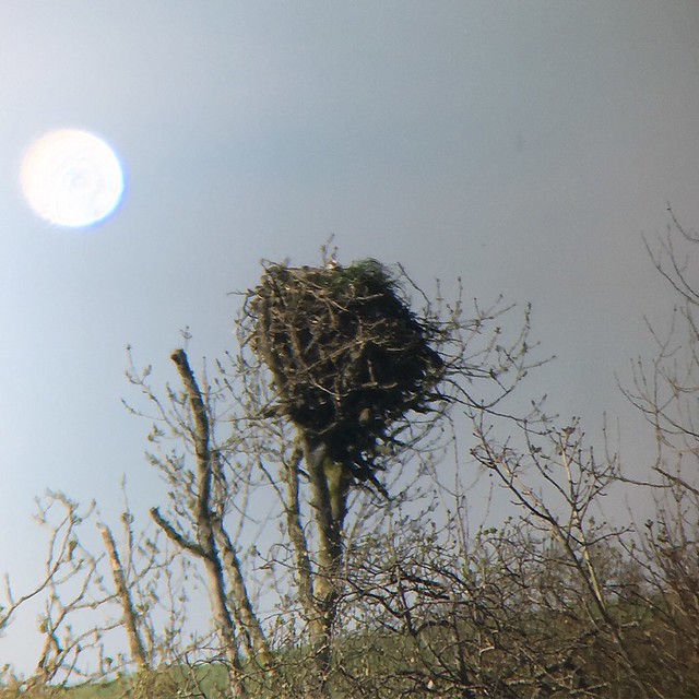Osprey Nest, Threave Castle