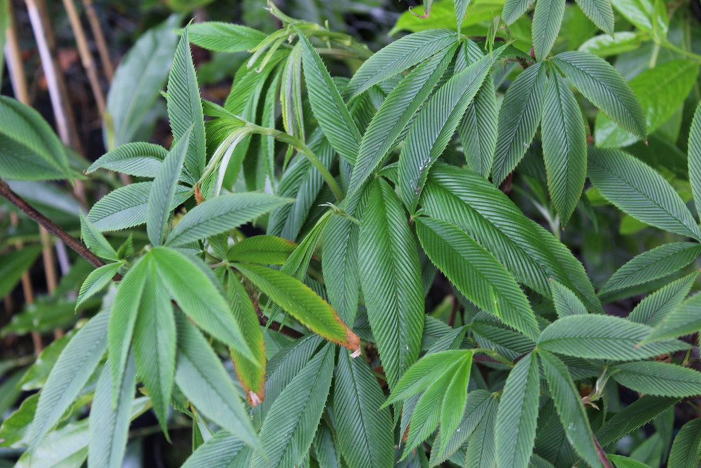 Rubus lineatus vietnamensis
