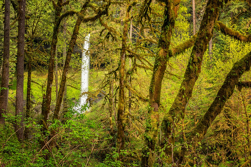 silverfallsstatepark trees waterfall northfalls moss htt oregon
