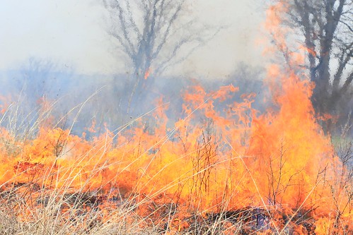 prescribed fire controlled burn chipera prairie winneshiek county iowa larry reis