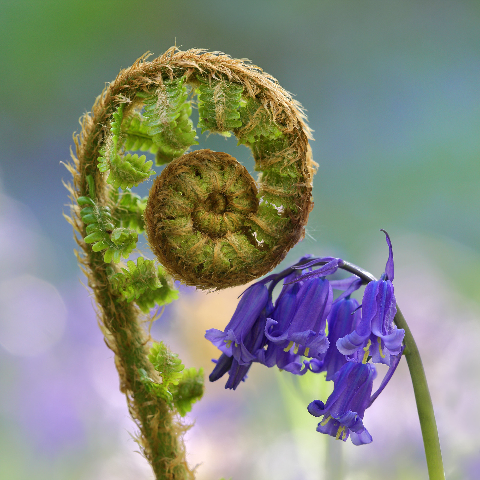Uncoiling fern and bluebells
