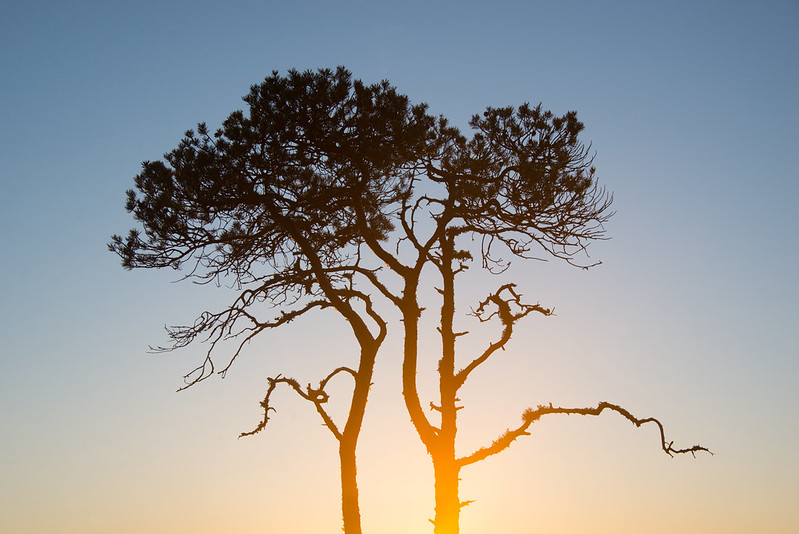 Pinus sylvestris - My sunrise tree