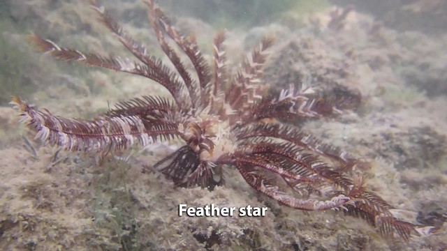 Brown feather star