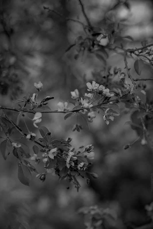 2018.05.15_135/365 - Poetic Grey
