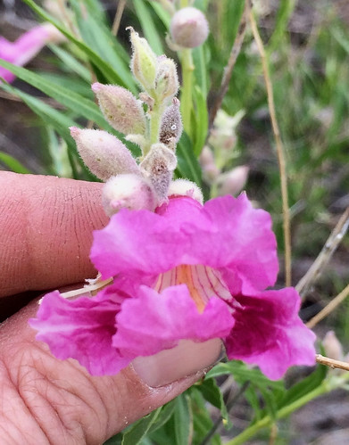 Desert Willow - Chilopsis linearis