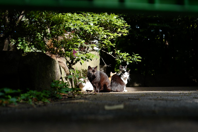 Leica Q東池袋中央公園の猫 朝向ぼっこな猫だまり