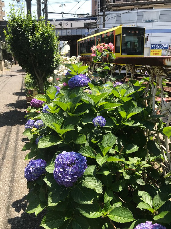 町屋駅前 バラと紫陽花