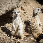 Mláďata surikat