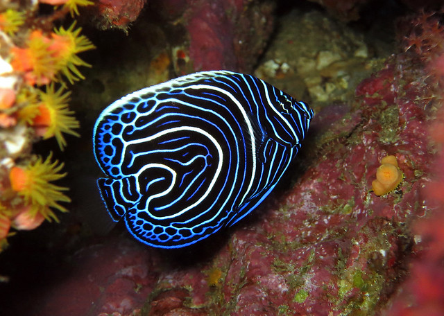 Рыбы и кораллы Андаманского моря. ноябрь 2014