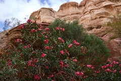 Oleander Canyon