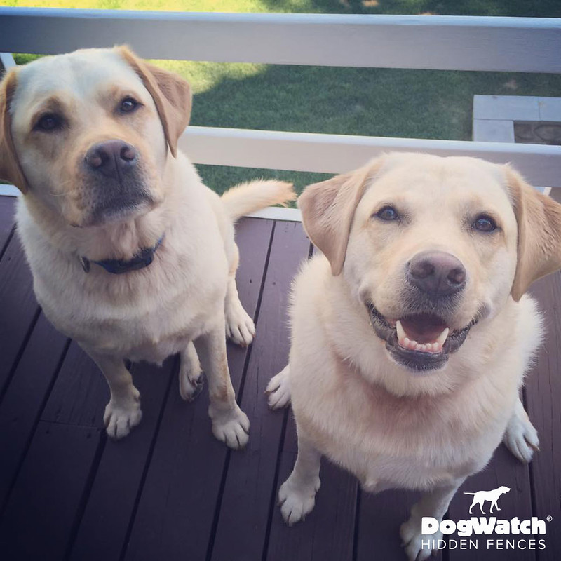 Charlie and Lola, Labrador Retrievers, DogWatch by Billone Fence