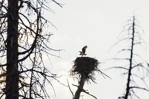 adler greifvögel vögel wildlife eagle osprey fisheagle fischadler nesting feeding bif landing birding birdsinflight sunrise tree goldenhour aerie