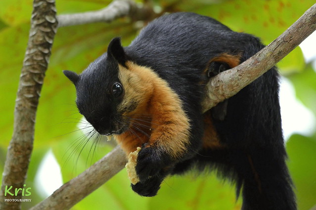Black giant squirrel, eating fruit in Penang National Park (Malaysia)