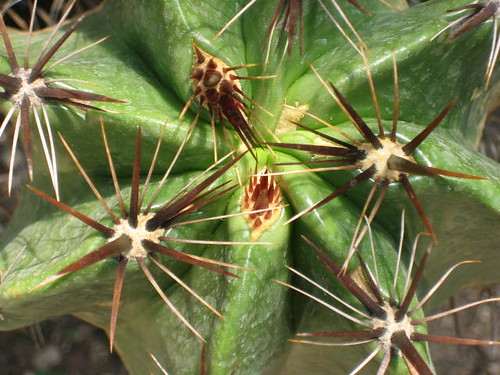 cactus plants naturaleza detail verde green nature closeup cacti mexico paradise 2006 queretaro greenhouse thorns detalles suculentas espinas invernadero cadereyta cactaceas jacobozanella