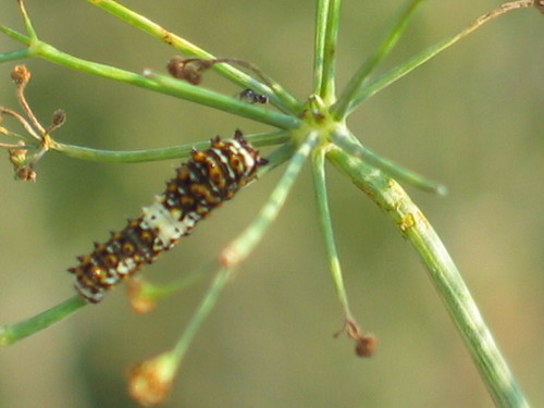 butterfly insect caterpillar metamorphosis swallowtail papiliopolyxenes august16 instar swallowtailbutterflycaterpillars