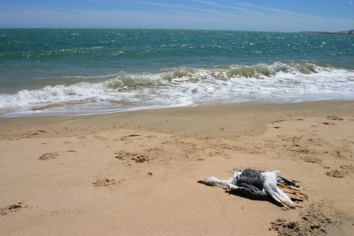 ocean beach water dead sand seagull bajacalifornia sanfelipe canon1740mmf4l méxico sanfelipeméxico