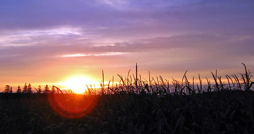 trees sunset orange yellow corn country flare wingham