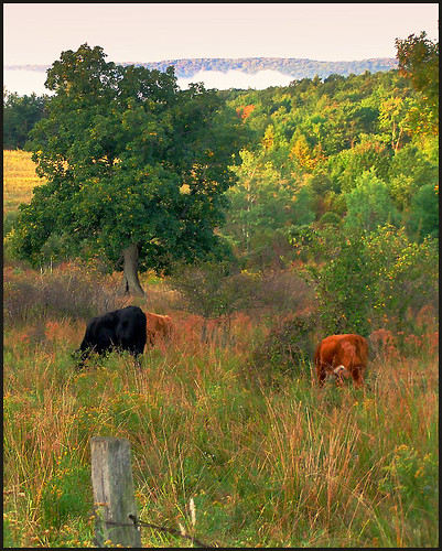 morning ny newyork fog landscape cows framed hill ps pasture valley mountupton