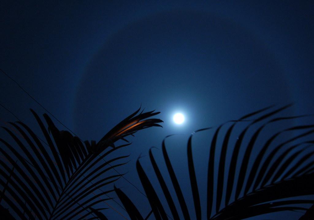 The Moon's Halo - Palm 2 The Moon's Halo - Palm 2