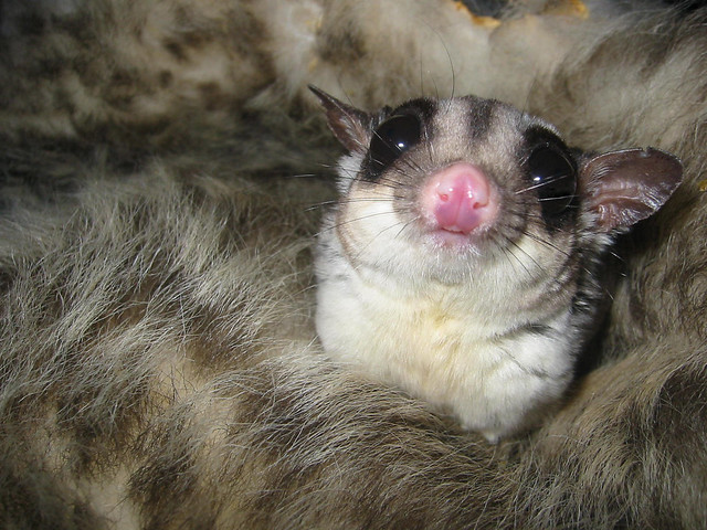 The Crazy Story of a Sugar Glider