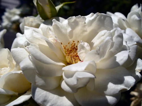 white flower macro rose sunrise garden