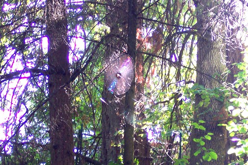 huge spider web up in the trees