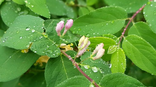 Honeysuckle on rainy day
