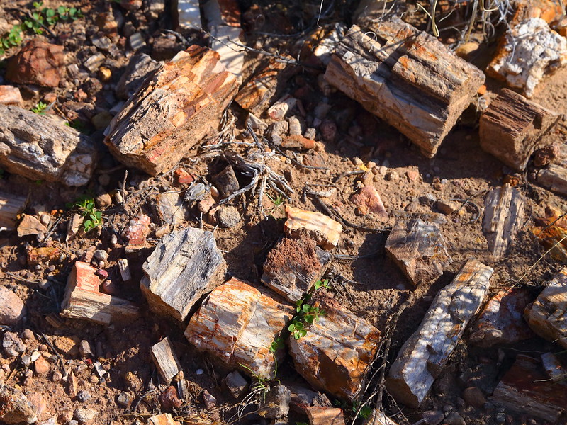 IMG_0646 Petrified Wood on Chinle Trail, Zion National Park