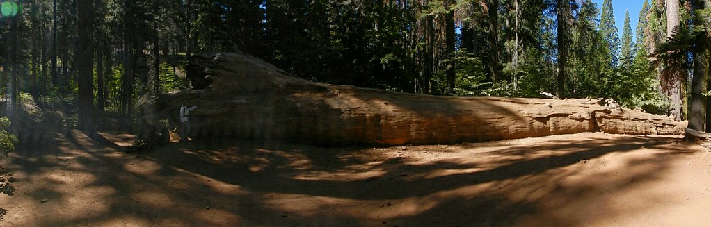 Yosemite National Park: Tioga Road, Tuolumne Grove y Glacier Point Road - Costa oeste de Estados Unidos: 25 días en ruta por el far west (13)