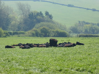 20180508 Day 46_6 Cows near Wyke Wood