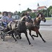 Kasaške dirke v Komendi 13.05.2018 Kmečke vprege