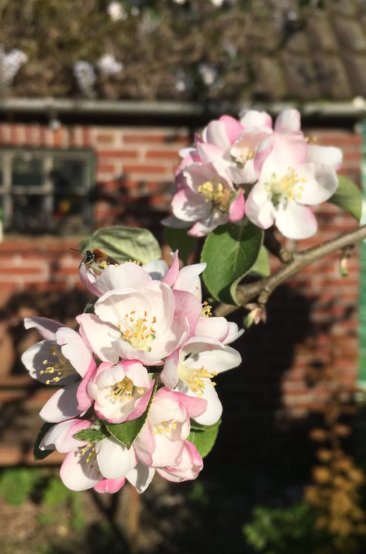 Holle appelboom vol in bloei