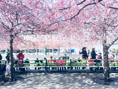 cherry blossom kungsträdgården, stockholm, sweden, april 26, 2018