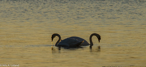 norway norge birds fugler nature natur muteswan knoppsvaner svaner solnedgang sunset tronderøy gamlehellesund