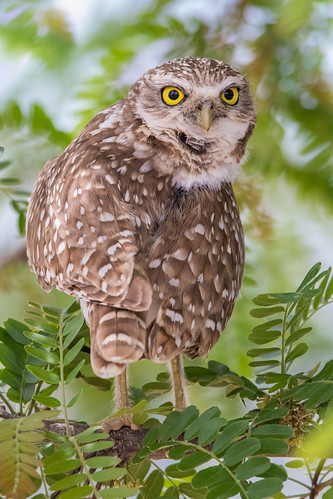 birdofprey owl nature bird burrowingowl wildlife arizona zanjeropark raptor athenecunicularia gilbert unitedstates us