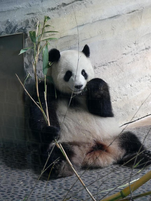 Panda Meng Meng, Zoo Berlin