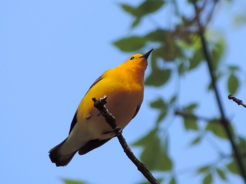 illinois birds warblers