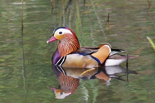 barnwellcountrypark northamptonshire wild wildlife nature bird water duck mandarin aixgalericulata