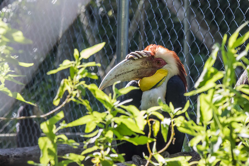 animal aves bird wreathed hornbill bucerotiformes bucerotidae rhyticeros undulatus