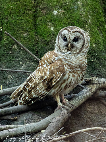 owl barredowl swamp sc southcarolina beidlerforest fourholeswamp lowcountry animal bird raptor predator