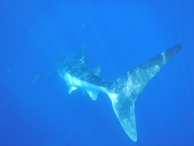 Whale Shark Tail