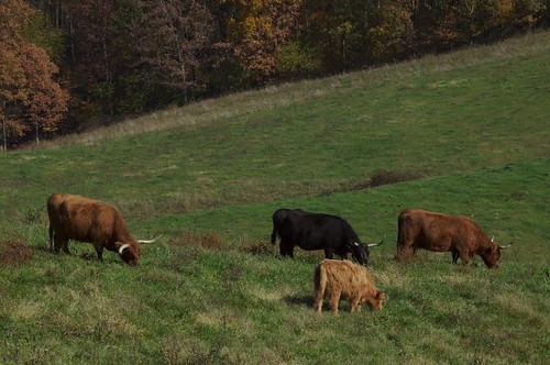 ohio cows country highlandcattle mistymornfarm