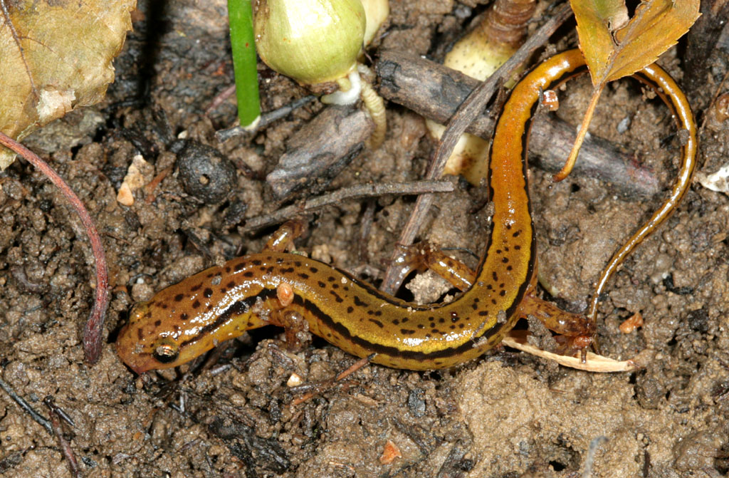 Southern Two-lined Salamander (Salamanders of Georgia ...